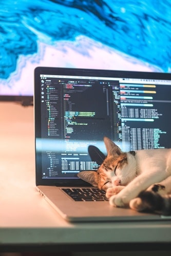 A small kitty sleeps above a laptop. Her tutor is using lazy loading for images to increase website speed.